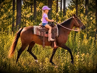 فرس, Quarter Horse — الصورة 4