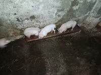 Schweine (Partie, Geschlecht nicht angegeben), Schweine — Foto 7