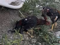Chickens — 6-rasm