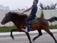公马, Karabakh horse — 照片 2