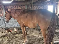 Toychoq, Kazakh horse — 2-rasm