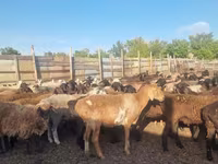 Schaf, Hissar sheep — Foto 4