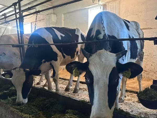 Kuh, Holstein-Rasse — Russland