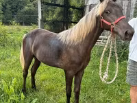 Кобила, Rocky Mountain Horse — фото 2