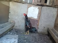 Chickens — foto 4
