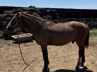 Aygʻir, Kazakh horse — 6-rasm