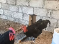 Chickens — Foto 6