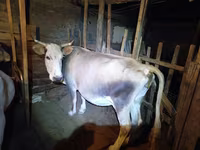 Kuh, Simmental cattle — Foto 2