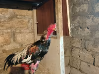 Chickens — Foto 1