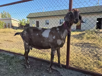 Ziege, Nubian Goat — Foto 1