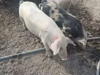 Verro, Cerdos — foto 2