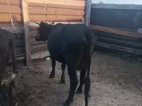 Сиыр, Russian Black pied cattle — 4-сурет
