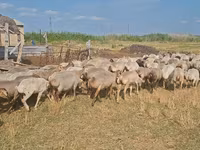Oveja, Ovejas — foto 5