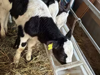 Rinder (Partie, Geschlecht nicht angegeben), Simmental cattle — Foto 4