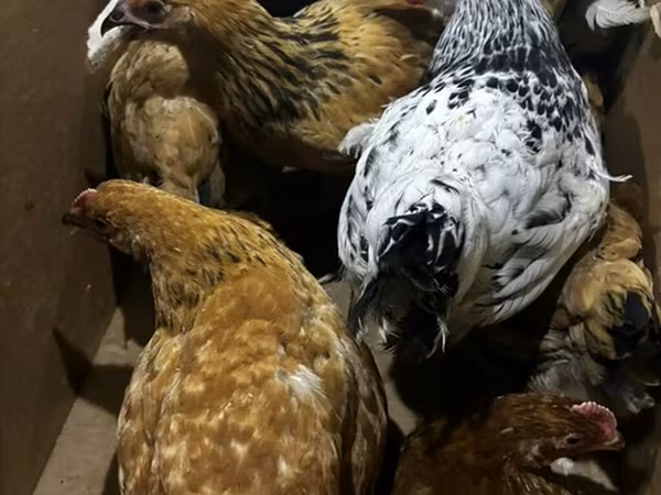 Chickens
