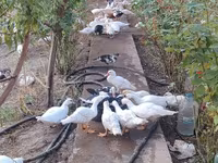 Ducks — foto 2