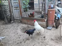 Chickens — photo 1