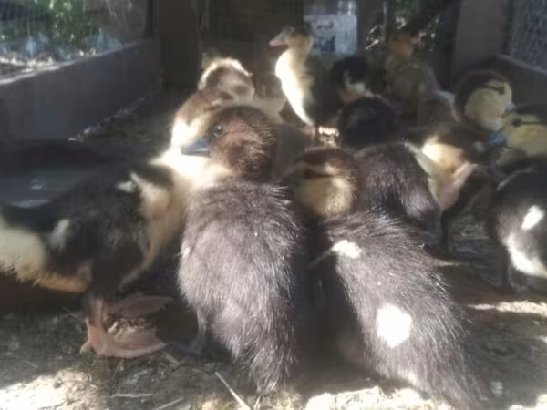 Ducks