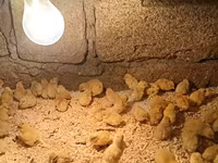Chickens — Foto 4