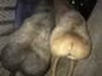 公羊, Sheep — 照片 2