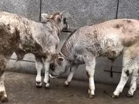 Toro, Ganado vacuno — foto 3
