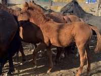 حصان, الخيول — الصورة 3