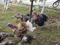 Turkeys — 6-rasm