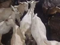 تيس, الماعز — الصورة 2
