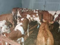 Bull, Cattle — photo 2
