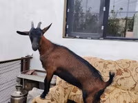 عنزة, الماعز — الصورة 2