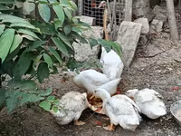 Ducks — الصورة 3