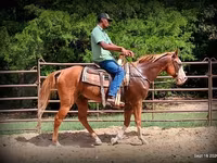 Hengst, American paint horse — Foto 4