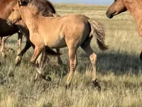 At, Bashkir horse — foto 7