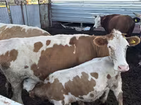 Vaca, Simmental cattle — foto 3