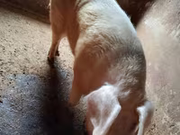 Eber, Schweine — Foto 3