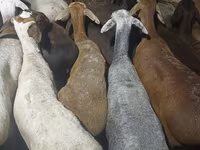 मेढ़ा, भेड़ — फ़ोटो 1