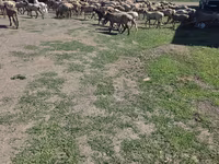Ram, Hissar sheep — photo 2