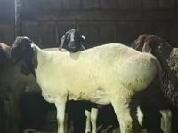 Widder, Hissar sheep — Foto 2