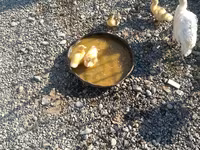 Ducks — الصورة 2