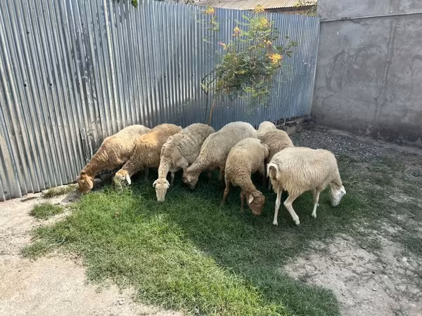 أغنام (دفعة، الجنس غير محدد), الأغنام