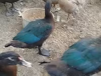 Ducks — फ़ोटो 5