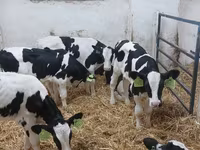 Bulle, Russian Black pied cattle — Foto 2