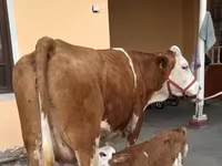 Сиыр, Қызыл-дақтылы тұқым — 7-сурет