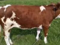 İnək, Swiss cattle — foto 2