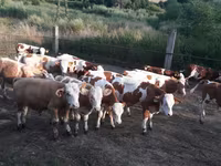 Buğa, Simmental cattle — foto 4