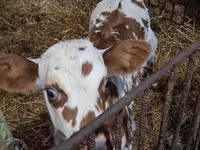 Kuh, Charolais cattle — Foto 6