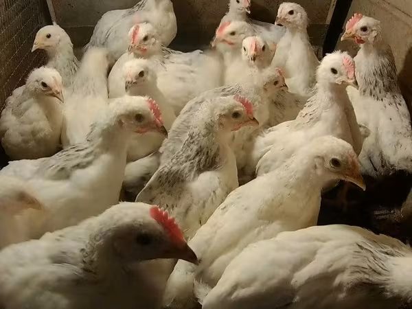 Chickens