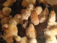 Chickens — फ़ोटो 3