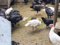 Turkeys — Foto 3