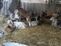 母山羊, Saanen goat — 照片 3
